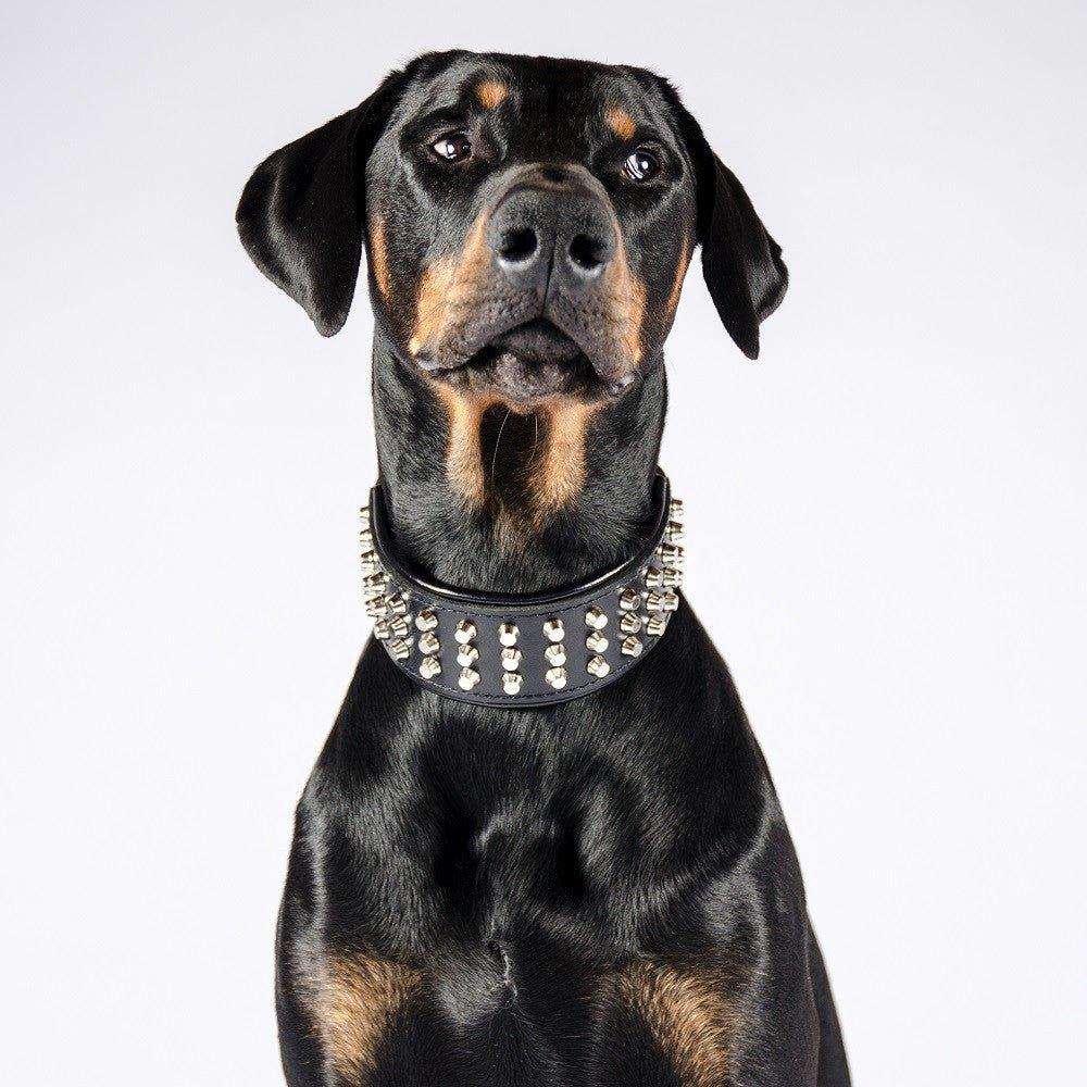 Niittinahkapanta koiralle – NORDPAW